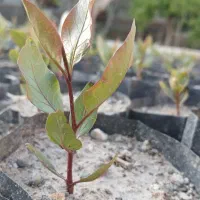 نهال درخت پسته است  که بهترین نهال زرند کرمان.