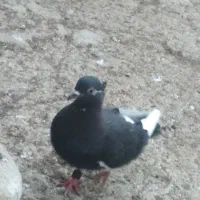 کفتر‌