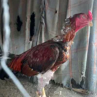 خروس لاری