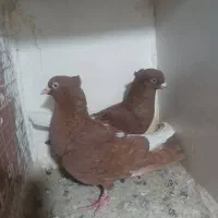کبوتر سرخ دم سفید