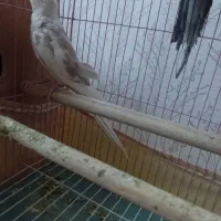 عروس هلندی ماده