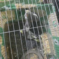 عروس هلندی جوجه های یک ماهه تا سه ماهه