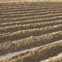فروش-5-هکتار-زمین-کشاورزی