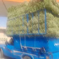 یونجه|لوازم جانبی حیوانات|کوهدشت, |دیوار