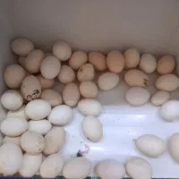 تخممرغ