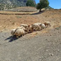 فروش شش گوسفند با بره بزرگ جفتی 72ملیون