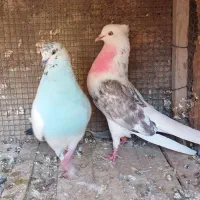 ۲ جفت پرشی ضمانتی