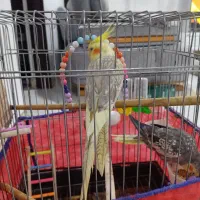دوتاپرنده نروماده
