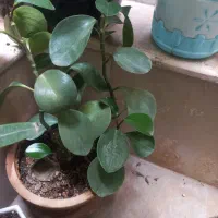 گل قاشقی