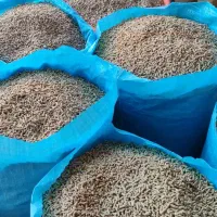 مرغ دانه دان جوجه و مرغ تخمگذار موجود است