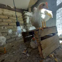 ۵ عدد نیمچه خروس ماشینی ۳ماهه