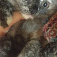 گربه نژاددار
