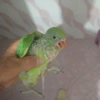 سلام جوجه ملنگو