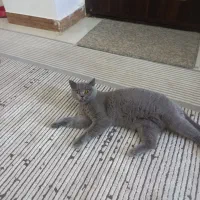 گربه بریتیش بلو ماده