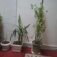 گل طبیعی