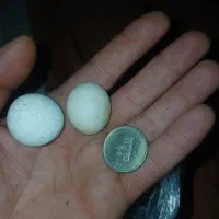 سنگهای اسیاب راف فسیل