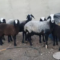 گوسفند شال دو راس میش دوقلو برهاشون نروماده