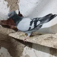سبز