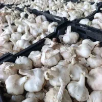 سیر با کیفیت