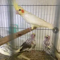 جفت عروس هلندی با جوجه