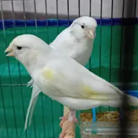 جفت قناری سفیدکشیده