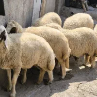 گوسفنددمالچه شکداشتی آبستن