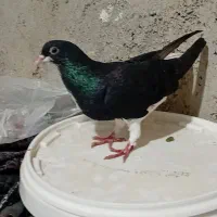 کبوترشهری ماد