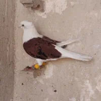 پشت هفترنگ کاکلی نرعطیغه