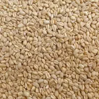 گندم دیم تمیز فقط 50ادرس کاریز