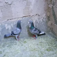 یک جوفت کبوتر  سبز کیلومتری