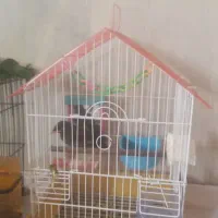 مرغ مینا 3 ماه اهلی