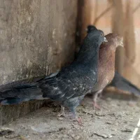 کفتر