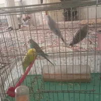 4تا دونه  مرغ عشق دارم میخام بفروشم