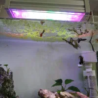 آکواریوم پلنت