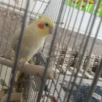 عروس هلندی بدون قفس