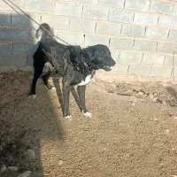 سگ نگهبان قدرجونی