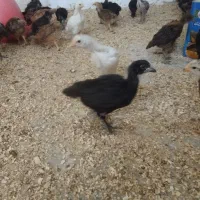 جوجه مرغ