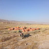 کاه دیم،کاه گندم فروشی،فله و گونی شده