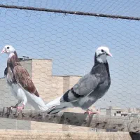 کفتر جوجه