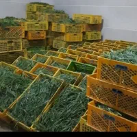 سبزی نذری محرم ویژه هیئت ها