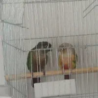 جفت گرینچیک  ۲ ساله