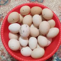 تخم مرغ محلی