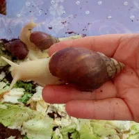 حلزون تراپی