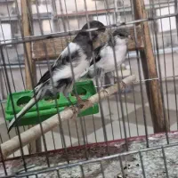 دو تا قناری نر ابلق رنگ خاص و شگفت انگیز