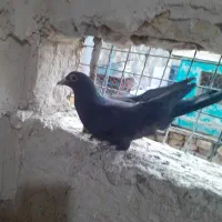 کفتر کلاغ و زرد