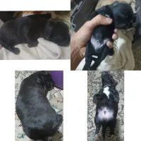 سگ توله پامر روباهی میکس پودل