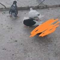 کبوتر دلاور