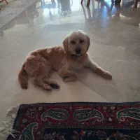 یک قلاده سگ تیریر