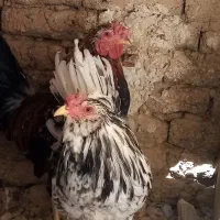 مرغ وخروس