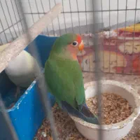 طوطی برزیلی جفت  نروماده